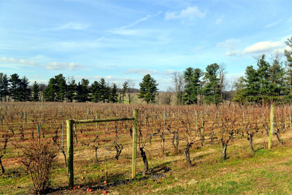 Elk Run Winery 🚜 Virginia Farms for Sale