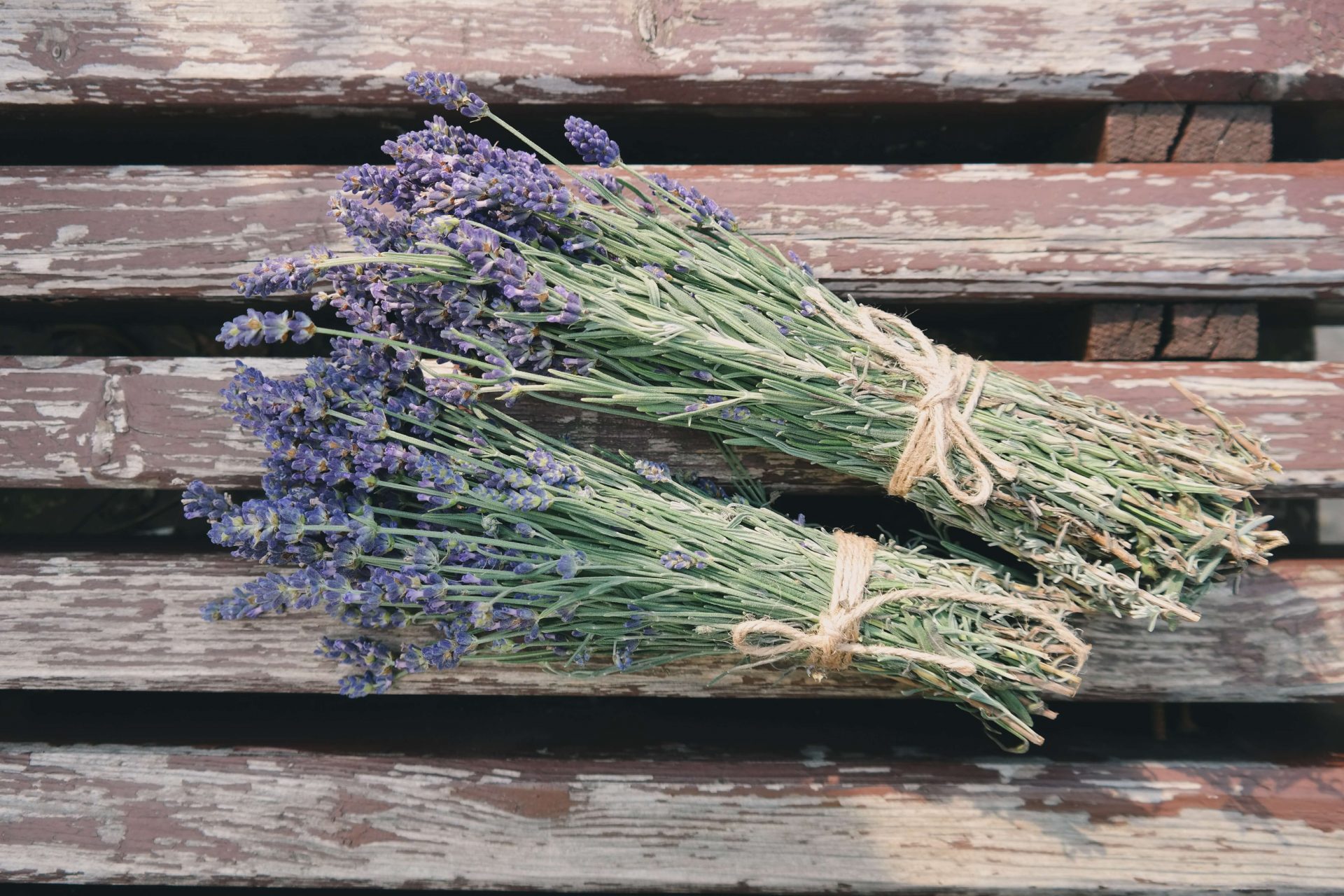 Virginia Farm Lavender