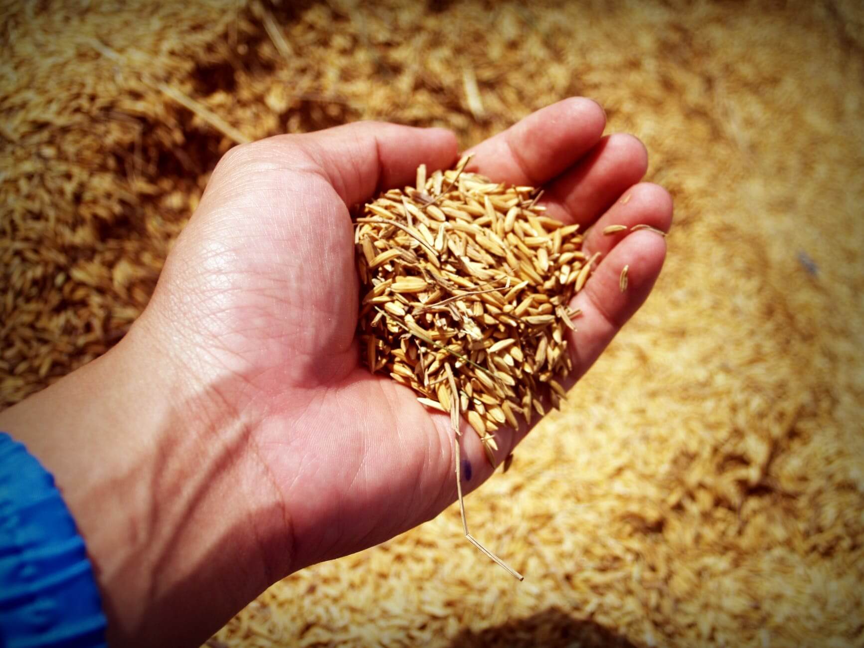 Grains in Virginia