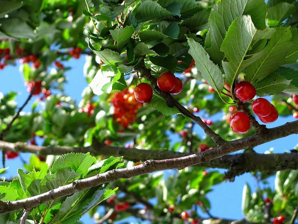 Growing Fruit Trees In Virginia 🚜 Virginia Farms For Sale