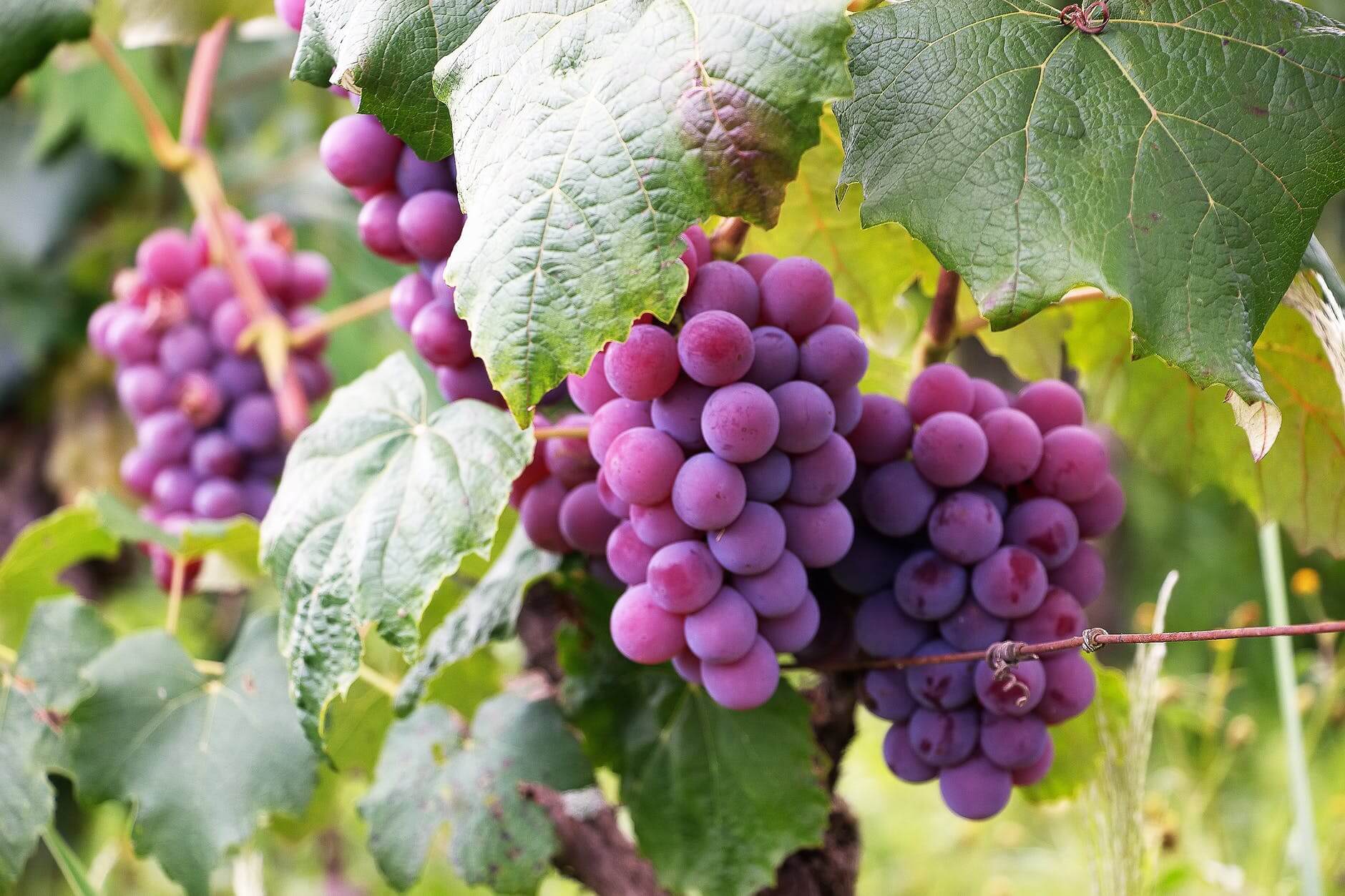 Berries and vine fruits in Virginia
