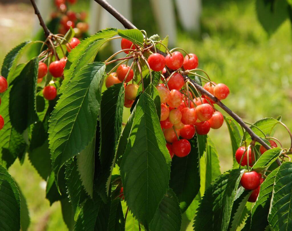 Growing Fruit Trees in Virginia 🚜 Virginia Farms for Sale