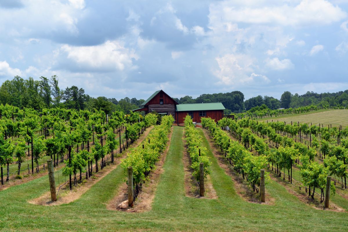 Autumn Creek Vineyards 🚜 Virginia Farms For Sale