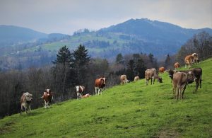 Cattle in Virginia, VirginiaFarmsforSale.net